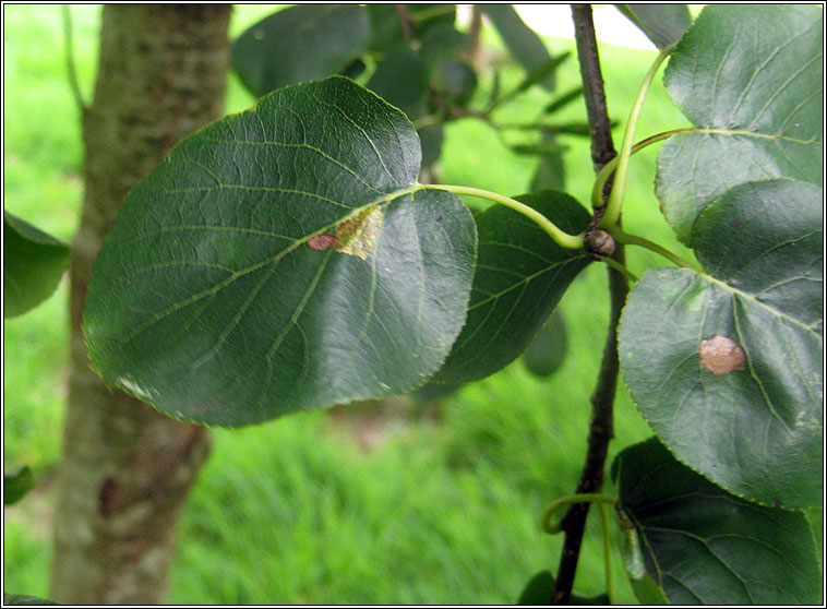 Phyllonorycter rajella