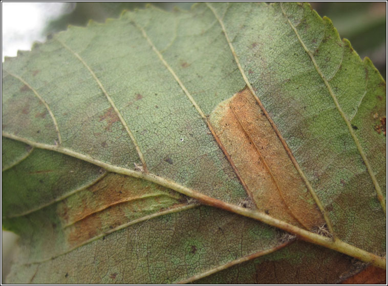 Phyllonorycter rajella