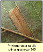 Phyllonorycter rajella