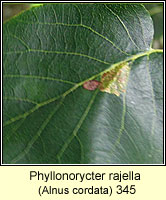 Phyllonorycter rajella