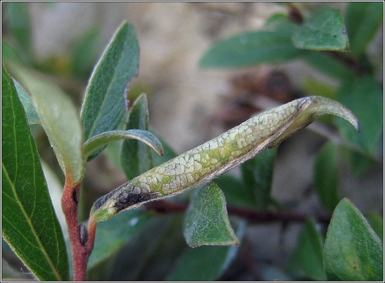 Phyllonorycter quinqueguttella