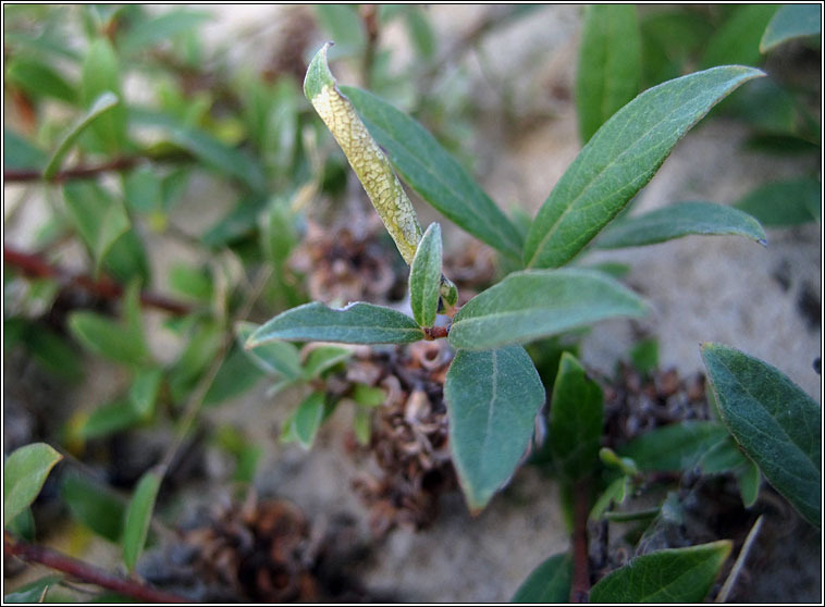 Phyllonorycter quinqueguttella