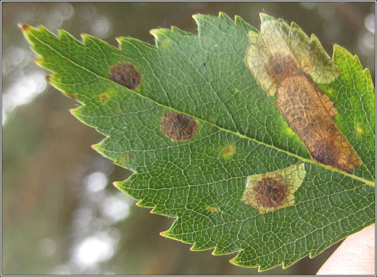 Ectoedemia occultella