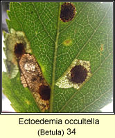 Ectoedemia occultella