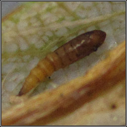 Phyllonorycter lautella