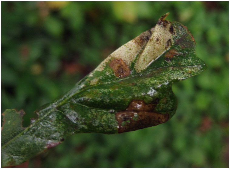 Phyllonorycter lautella