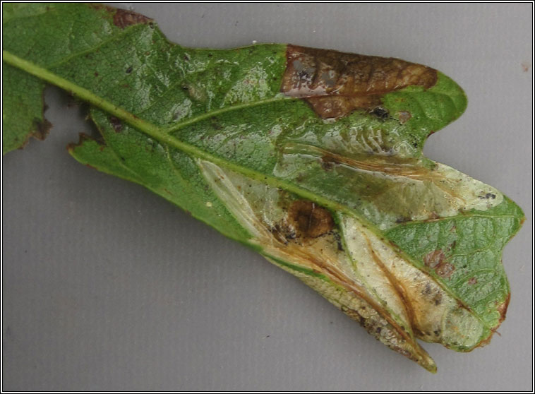 Phyllonorycter lautella