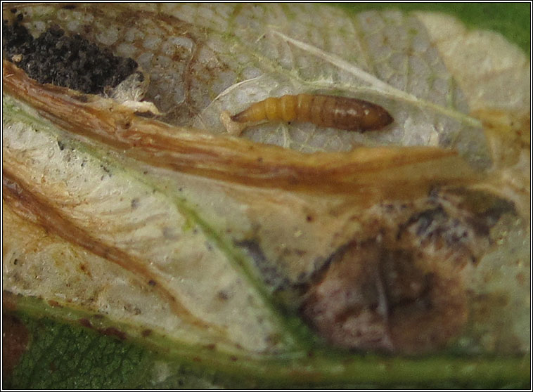 Phyllonorycter lautella