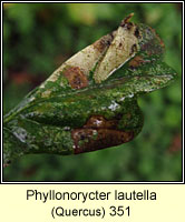 Phyllonorycter lautella