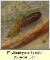 Phyllonorycter lautella