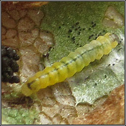 Phyllonorycter schreberella