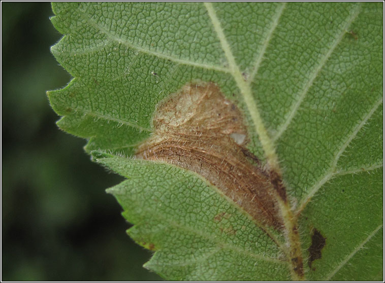 Phyllonorycter schreberella