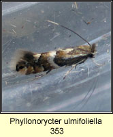 Phyllonorycter ulmifoliella