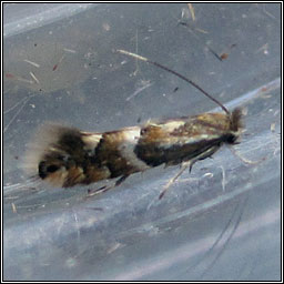 Phyllonorycter ulmifoliella