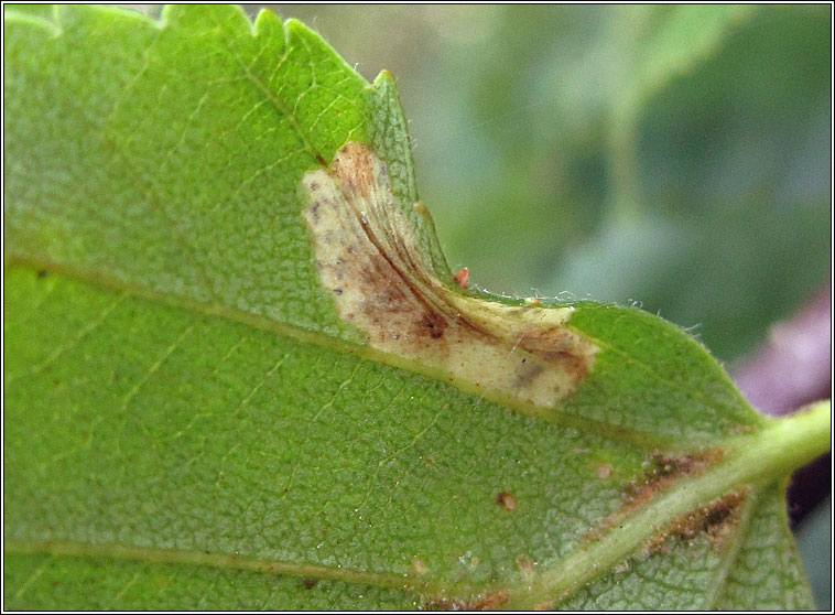 Phyllonorycter ulmifoliella