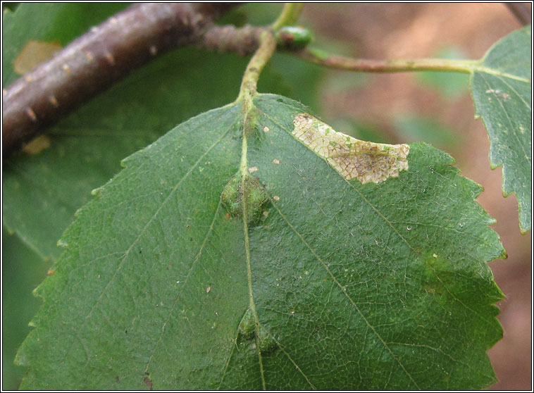 Phyllonorycter ulmifoliella