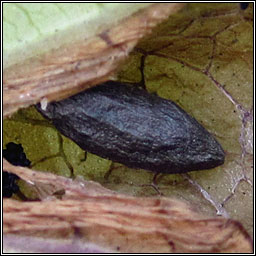 Phyllonorycter emberizaepenella