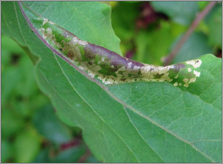 Phyllonorycter emberizaepenella