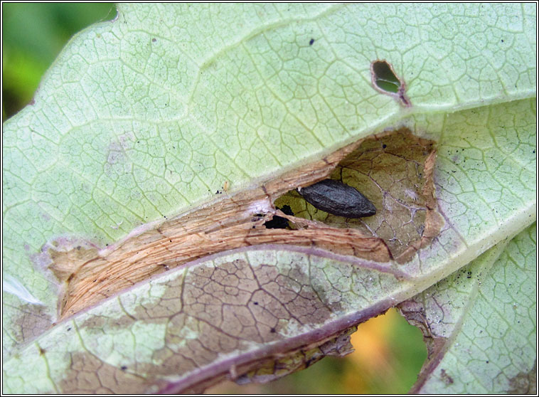 Phyllonorycter emberizaepenella