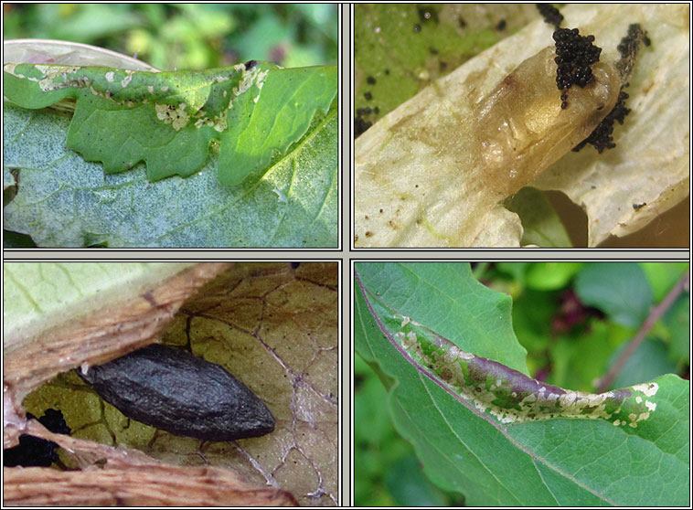 Phyllonorycter emberizaepenella