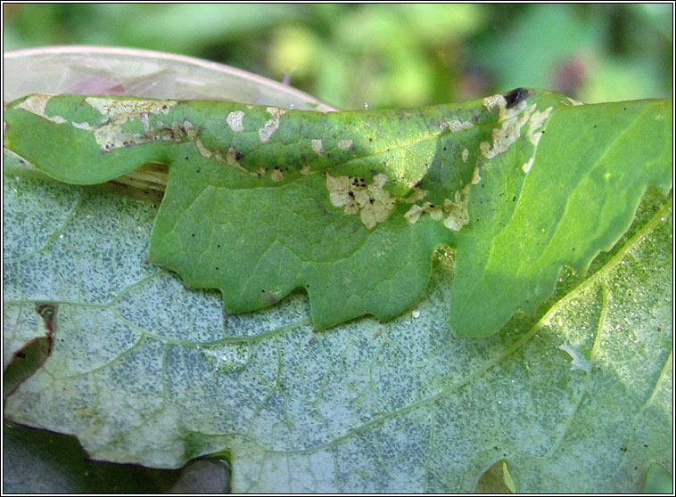 Phyllonorycter emberizaepenella