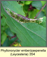 Phyllonorycter emberizaepenella