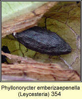 Phyllonorycter emberizaepenella