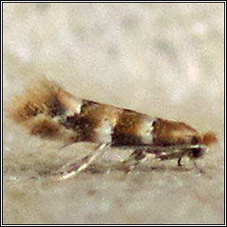 Phyllonorycter tristrigella
