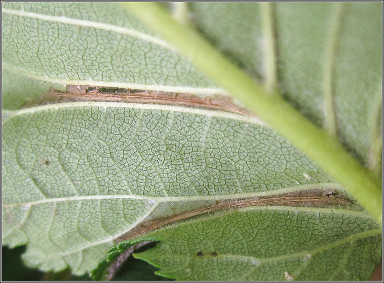 Phyllonorycter tristrigella