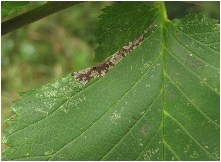 Phyllonorycter tristrigella