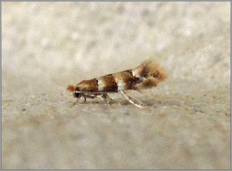 Phyllonorycter tristrigella