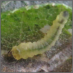 Phyllonorycter stettinensis