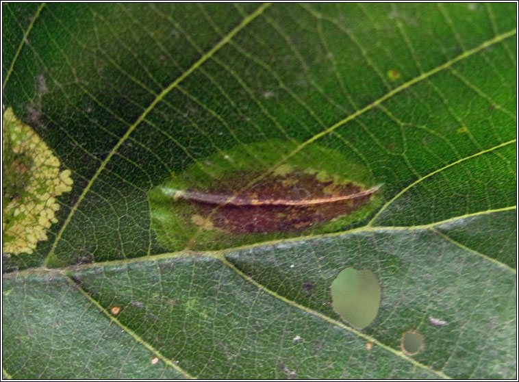 Phyllonorycter stettinensis