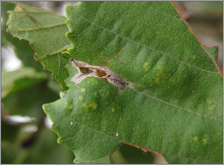 Phyllonorycter stettinensis