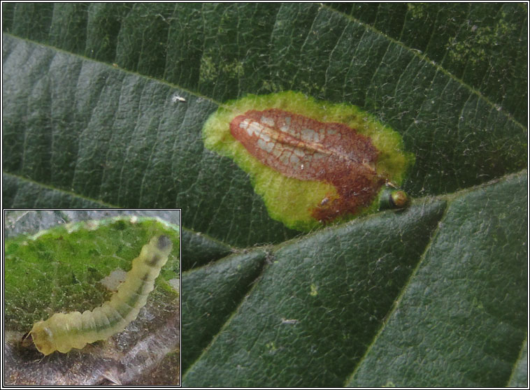 Phyllonorycter stettinensis