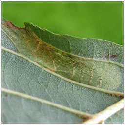 Phyllonorycter froelichiella