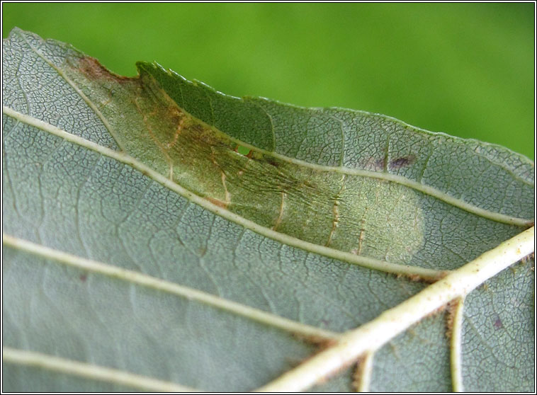 Phyllonorycter froelichiella