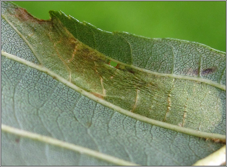 Phyllonorycter froelichiella