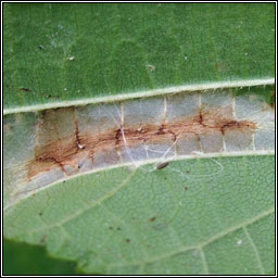 Phyllonorycter nicellii