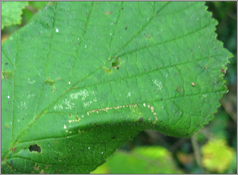 Phyllonorycter nicellii