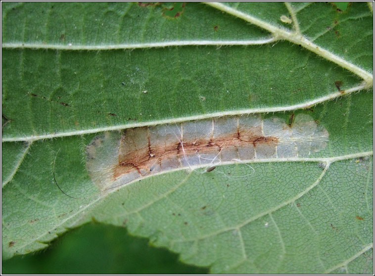 Phyllonorycter nicellii