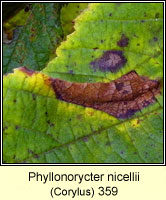 Phyllonorycter nicellii