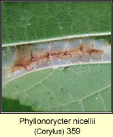 Phyllonorycter nicellii