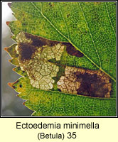 Ectoedemia minimella