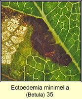 Ectoedemia minimella