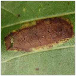 Phyllonorycter kleemannella