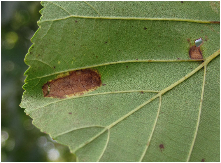 Phyllonorycter kleemannella