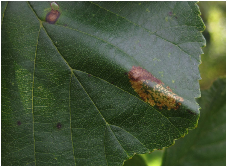 Phyllonorycter kleemannella