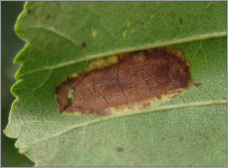 Phyllonorycter kleemannella