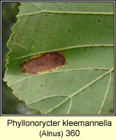 Phyllonorycter kleemannella